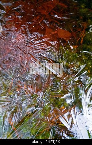 Géométrie de la surface de glace dans les eaux des marais, parc national Kemeri, Lettonie Banque D'Images