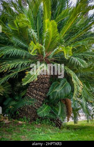 Cycad (cycas revoluta) avec fleur mâle Banque D'Images