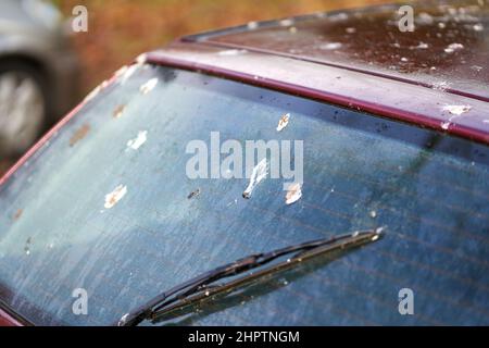 Fientes d'oiseaux (Vogelkot) sur le véhicule. Les excréments des animaux endommagent la peinture de la voiture. Toit automatique et essuie-glace contaminés. Banque D'Images