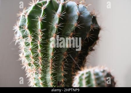 Cactus dans un pot gros plan. Plantes de maison. Banque D'Images