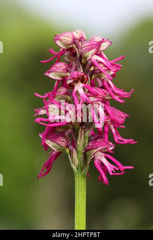 Man x Monkey Orchid hybride, Orchis x bergonii, Kent, Angleterre Banque D'Images