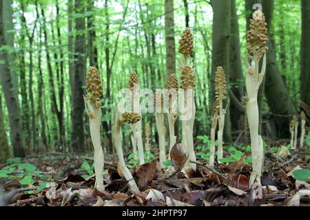 Orchidées à nid d'oiseau, Neottia nidus-avis, dans un bois de hêtre, Surrey, Angleterre Banque D'Images