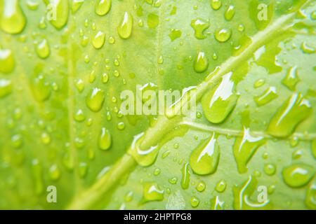 Goutte de pluie sur la feuille verte, de belles gouttes d'eau de pluie transparentes dans une macro sur la feuille verte. Belle texture de feuilles dans la nature. Fond naturel Banque D'Images