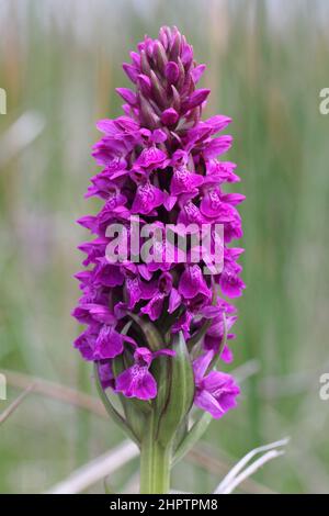 Orchid de marais irlandais, Dactylorhiza kerryensis, Co.Kerry, Irlande Banque D'Images