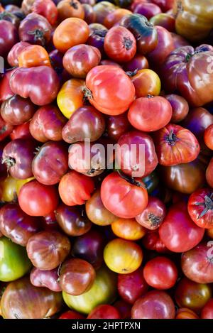 Pile multicolore de tomates biologiques mûres et savoureuses à l'ancienne de divers cépages, Browntown, Wisconsin, États-Unis Banque D'Images