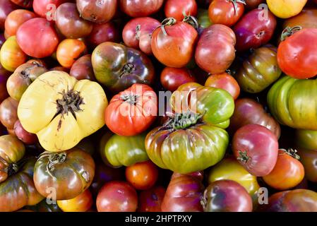 Pile multicolore de tomates biologiques mûres et savoureuses à l'ancienne de divers cépages, Browntown, Wisconsin, États-Unis Banque D'Images