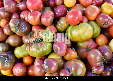 Pile multicolore de tomates biologiques mûres et savoureuses à l'ancienne de divers cépages, Browntown, Wisconsin, États-Unis Banque D'Images