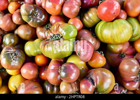 Pile multicolore de tomates biologiques mûres et savoureuses à l'ancienne de divers cépages, Browntown, Wisconsin, États-Unis Banque D'Images