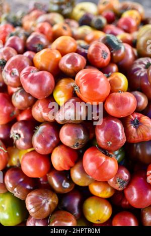 Pile multicolore de tomates biologiques mûres et savoureuses à l'ancienne de divers cépages, Browntown, Wisconsin, États-Unis Banque D'Images