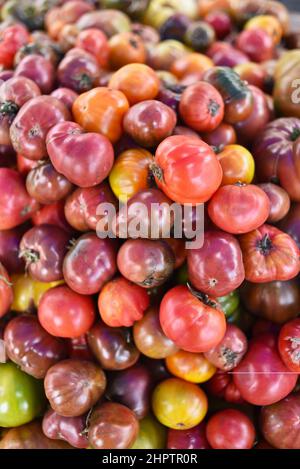 Pile multicolore de tomates biologiques mûres et savoureuses à l'ancienne de divers cépages, Browntown, Wisconsin, États-Unis Banque D'Images