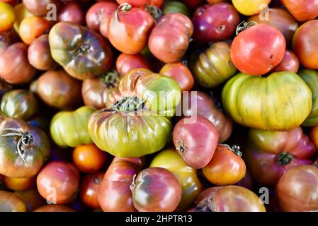 Pile multicolore de tomates biologiques mûres et savoureuses à l'ancienne de divers cépages, Browntown, Wisconsin, États-Unis Banque D'Images