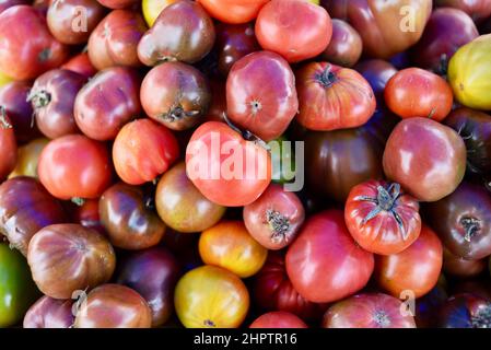 Pile multicolore de tomates biologiques mûres et savoureuses à l'ancienne de divers cépages, Browntown, Wisconsin, États-Unis Banque D'Images