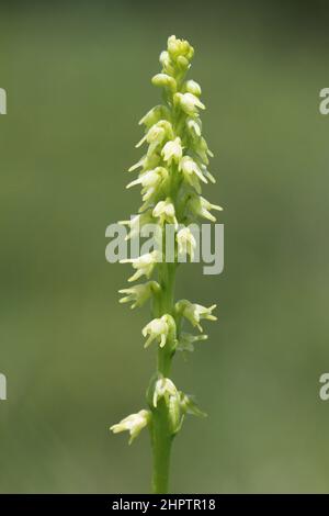 Musk Orchid, Herminium monorchis, Hampshire, Angleterre, Royaume-Uni Banque D'Images
