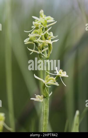 Fen Orchid, Liparis loeselii, Norfolk, Angleterre, Royaume-Uni Banque D'Images