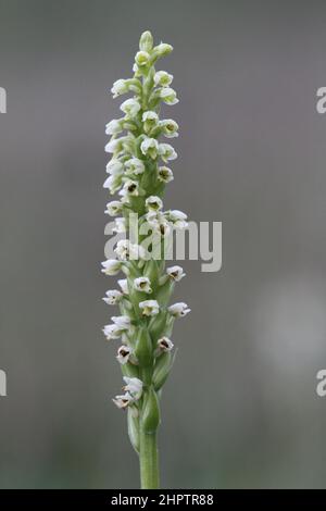 Petite orchidée blanche, Pseudorchis albida, Highland, Écosse, Royaume-Uni Banque D'Images