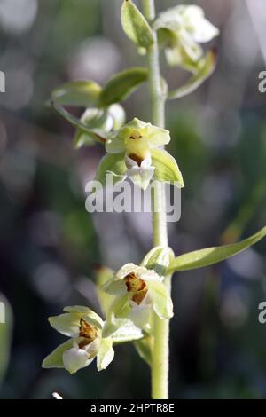 Lindisfarne Helleborine, Epipactis sancta, Northumberland, Angleterre, Royaume-Uni Banque D'Images