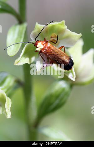 Dune Helleborine, Epipactis dunensis, Merseyside, Angleterre, Royaume-Uni Banque D'Images