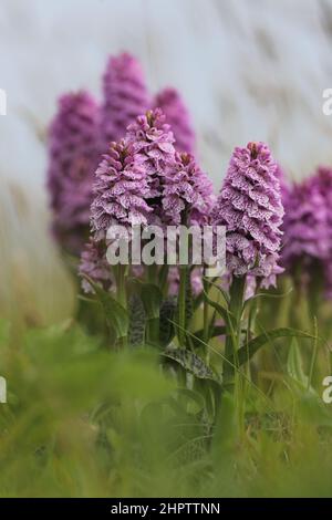 Heath Spotted x Northern Marsh Orchid hybride, Dactylorhiza x formosa, Shetland, Écosse Banque D'Images