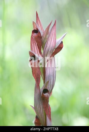 Orchidée-langue à lèvres longues, Serapias vomeracea, Kent, Angleterre Banque D'Images