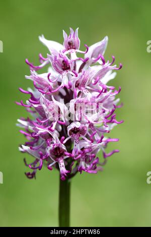 Orchid de singe, Orchis simia, Kent, Angleterre, Royaume-Uni Banque D'Images