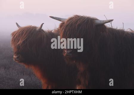 Deux têtes de Scottish highlanders côte à côte dans le brouillard dense. Banque D'Images