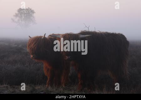 Deux Scottish highlanders côte à côte dans le brouillard dense. Banque D'Images