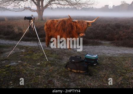 Un Scottish highlander marche curieusement jusqu'aux sacs d'appareil photo dans un paysage de moorland brumeux. Banque D'Images