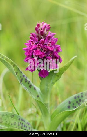 Probable rétrogressive Heath Spotted x Northern Marsh Orchid hybride, Dactylorhiza x formosa, Shetland, Écosse Banque D'Images