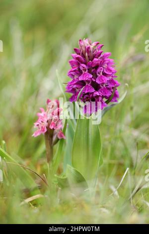 Orchids du marais précoce et du marais du Nord, Dactylorhiza incarnata et purpurella, Shetland, Écosse, Royaume-Uni Banque D'Images