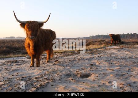 Deux Scottish highlanders vus d'un point de vue bas. Banque D'Images