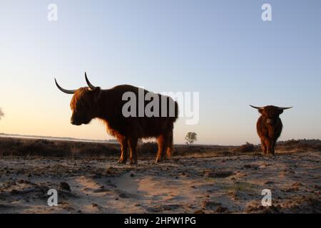 Deux Scottish highlanders vus d'un point de vue bas. Banque D'Images