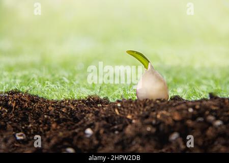 Bulbes de tulipe bruns prêts pour la plantation dans le sol gros plan, préparation de printemps des plantes dans le jardin, passe-temps à la maison et passe-temps de la floriculture. Banque D'Images