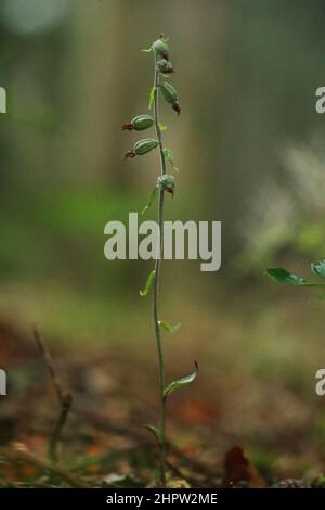 Helleborine à petits feuilles, Epipactis microphylla, (FR: Epipactis à petites feuilles), Aude, France Banque D'Images