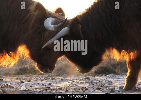 Deux Scottish highlanders avec leur tête ensemble font du froid. Vue rapprochée. Banque D'Images