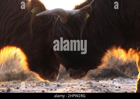 Deux Scottish highlanders avec leur tête ensemble font du froid. Vue rapprochée. Banque D'Images