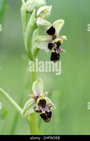 Orchid de Woodcock, Ophrys scolopax, (FR: Ophrys bécasse), Aude, France Banque D'Images