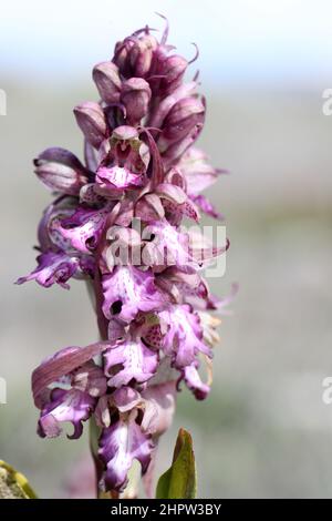 Orchidée géante, Himantoglossum robertianum, Aude, France Banque D'Images