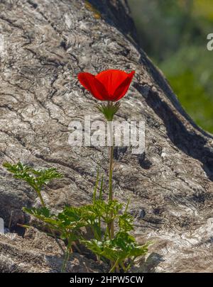 La fleur rouge de scarlet pousse d'une vieille souche en bois. Banque D'Images