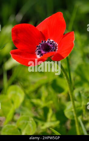 une belle anémone rouge sur fond vert comme une fleur de scarlet Banque D'Images