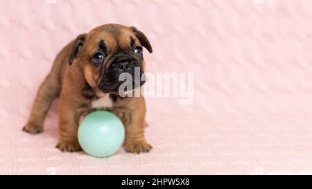Adorable petit chiot de boudogue française debout sur fond rose Banque D'Images