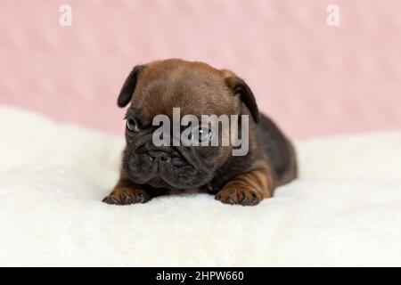 Petit chiot mignon de boudogue française allongé sur une couverture Banque D'Images