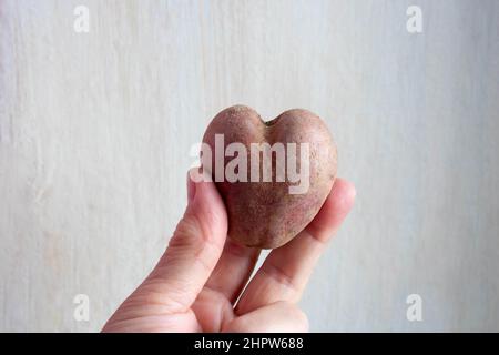 Laides pomme de terre dans la forme de coeur dans les mains sur un fond en béton gris. Concept de gaspillage de légumes ou d'aliments drôle et anormal. Banque D'Images