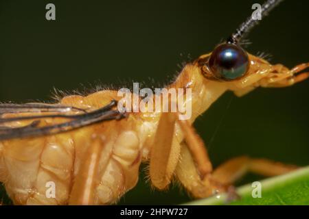 Gros plan d'une mouche de grue avec des yeux noirs lumineux Banque D'Images