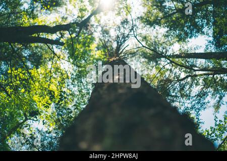 Magnifique arbre dans la forêt d'Aokigahara Banque D'Images