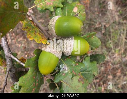 Acorns en gros plan dans la campagne de la Sardaigne Banque D'Images
