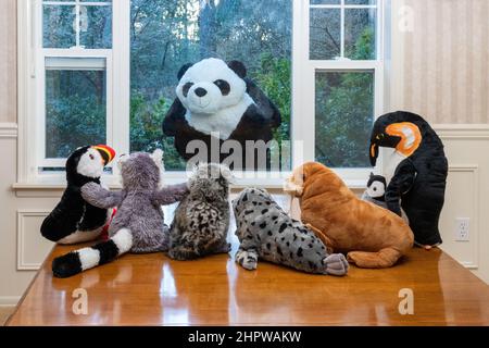 Animaux farcis regardant par une fenêtre un ours de panda géant qui les regarde ! Banque D'Images