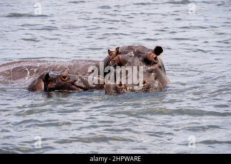 bébé hippopotame avec sa mère dans l'eau Banque D'Images