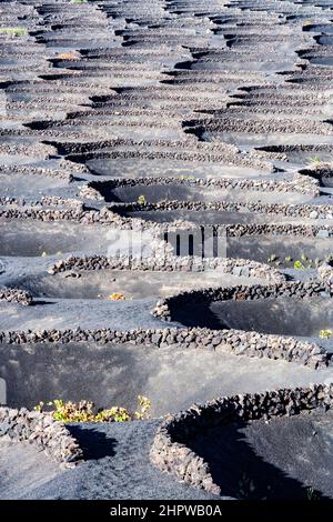 Vignobles de la Geria, une région viticole sur sol volcanique Banque D'Images