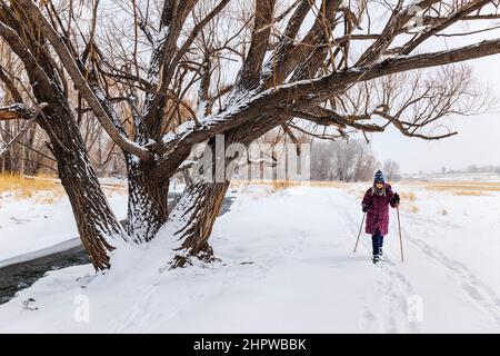 Femme sénior ski de fond dans une tempête de neige fraîche; Vandaveer Ranch; Salida; Colorado; États-Unis Banque D'Images