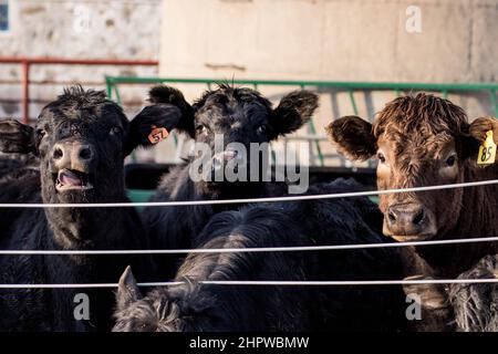 trois vaches en attente pour le dîner Banque D'Images
